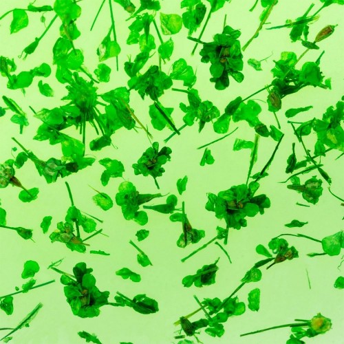 Гел със сухи цветя Flower gel №06