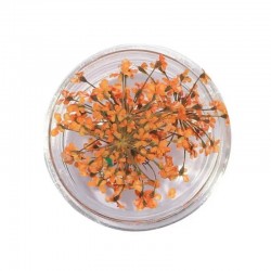 Естествени Сухи Цветя различни цветове-foto9