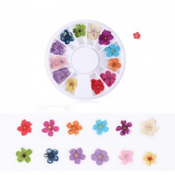 Палитра Естествени Сухи Цветя-foto3